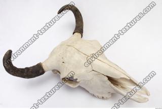 animal skull 0051